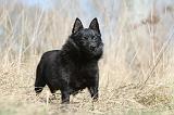 SCHIPPERKE 352